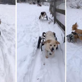 Perros en silla de ruedas disfrutando en la nieve: el …