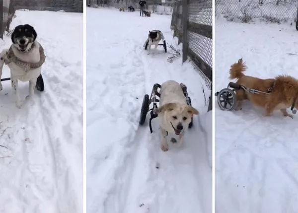 Perros en silla de ruedas disfrutando en la nieve: el precioso vídeo viral de un santuario de animales