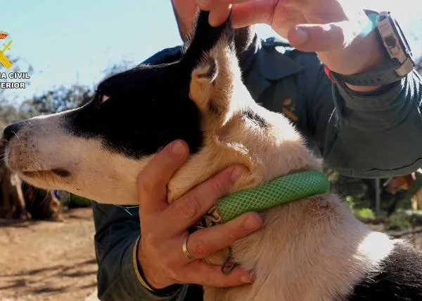 Más de 1000 perros de caza mutilados ilegalmente en Almería, Granada, Málaga, Jaén, Córdoba y Sevilla