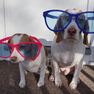 El perro más viral de youtube... Las aventuras cotidianas de …
