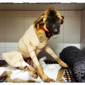 2000 euros para quien ayude a encontrar a los maltratadores …