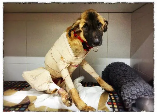 2000 euros para quien ayude a encontrar a los maltratadores de Tidus