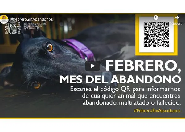#FebreroSinAbandonos: la Dirección General de Derechos de los Animales busca poner cifras al drama de Galgos y Podencos