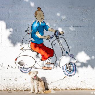 Los beneficios del silencio en los paseos con nuestros perros