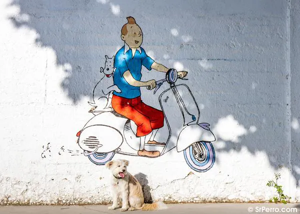 Los beneficios del silencio en los paseos con nuestros perros