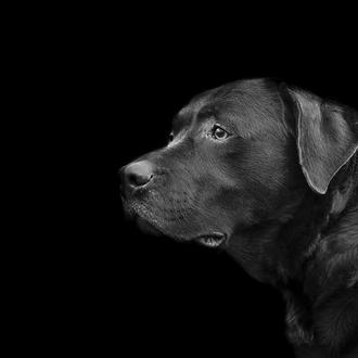 Pirotecnia y perros que escapan asustados: el peligro es mayor …