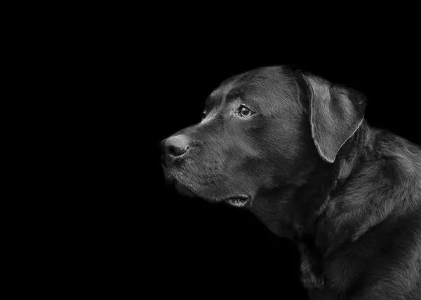 Pirotecnia y perros que escapan asustados: el peligro es mayor para los machos jóvenes de ciertas razas