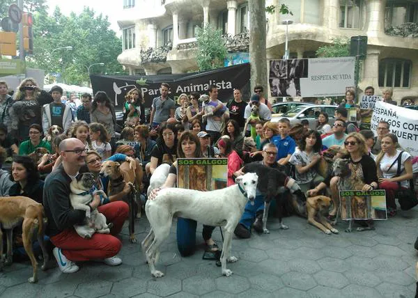 SOS Galgos recuerda: hasta el 15 de julio podemos actuar para evitar el maltrato a los galgos