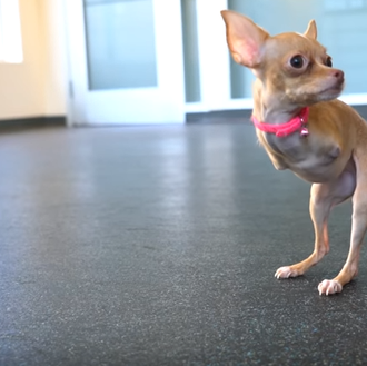 Un pequeño milagro perruno: regalan a una chihuahua sin patas …
