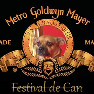 Os presentamos al perro que triunfa en el Festival de …