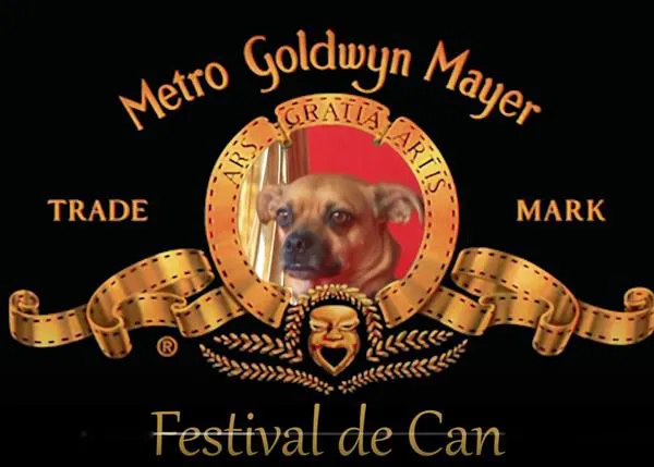 Os presentamos al perro que triunfa en el Festival de Sitges 2021, el guapérrimo Benny