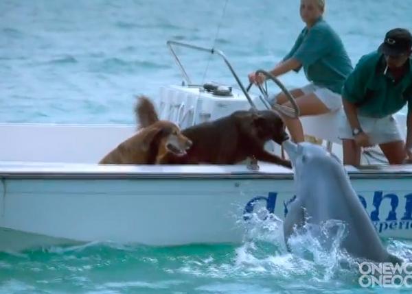 Momentos inimitables #2: El delfín y el perro