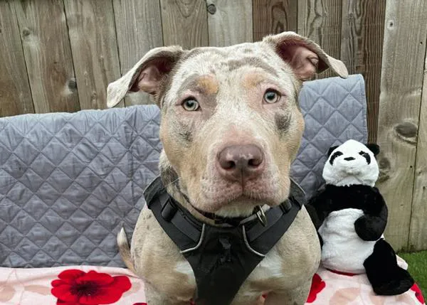La desgarradora denuncia de una protectora en Gales: han tenido que sacrificar a esta cachorra por ser Bully XL