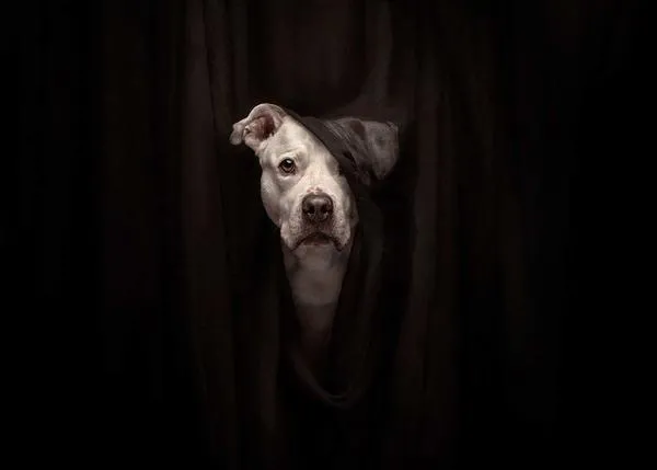 Las mejores fotos de animales de 2025, según los International Pet Photography Awards