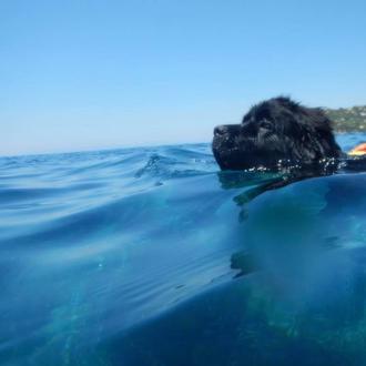 El Terranova Reef, el increíble Hulk del mundo perruno, y …