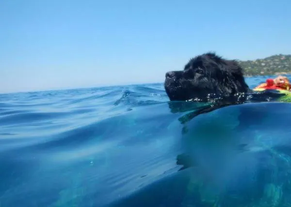 El Terranova Reef, el increíble Hulk del mundo perruno, y otros perros salvavidas 