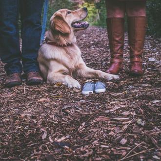 El tono de voz al hablar a un perro es …