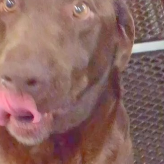 Un can celebra cada chuche con el baile perruno más …