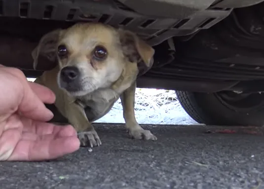 Una perra perdida y atemorizada se reúne con su familia gracias al chip