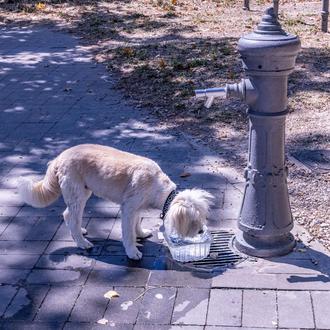 Deshidratación en perros: cómo prevenir y reconocer un problema que …