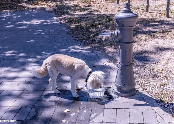 Deshidratación en perros: cómo prevenir y reconocer un problema que puede ser grave