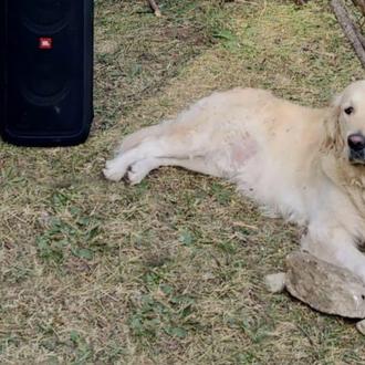 Alertan (de nuevo) sobre los peligros de dejar un perro …