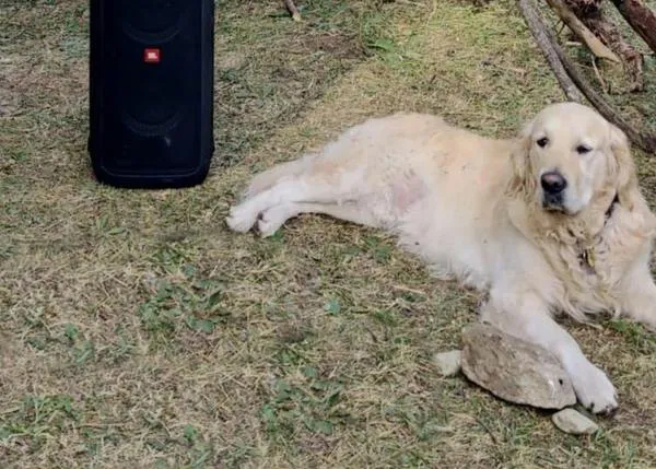 Alertan (de nuevo) sobre los peligros de dejar un perro atado en la puerta de una tienda: los secuestros express