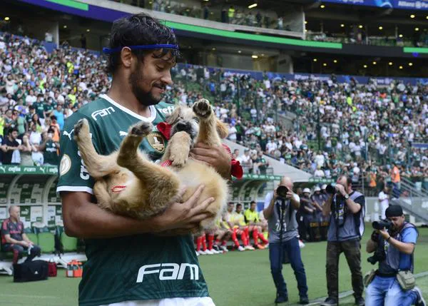 Perros en busca de hogar en brazos de futbolistas del Palmeiras brasileño, ¡equipo ganador!