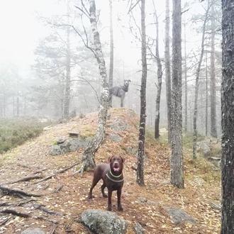 Cambios de vida inspirados por los perros: los paseadores felices