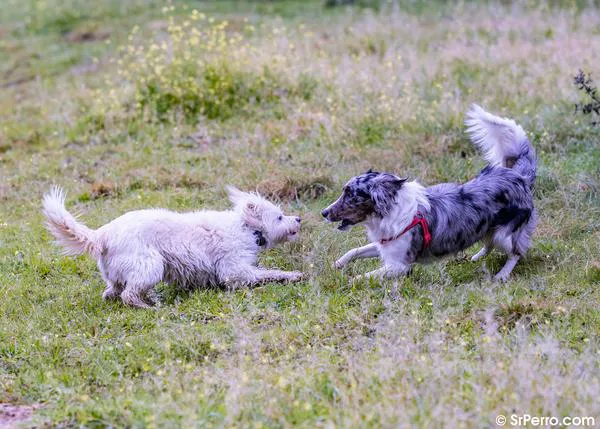 La Asociación Mundial de Veterinarios de Pequeños Animales condena las 'mutilaciones cosméticas' en animales