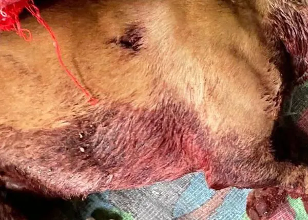 La protectora Os Biosbardos pide ayuda para localizar al psicópata que hirió mortalmente a un perro y lo tiró a un contenedor