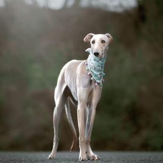 Las alegrías compartidas: los casos de éxito de EliteVeterinaria, especialistas …