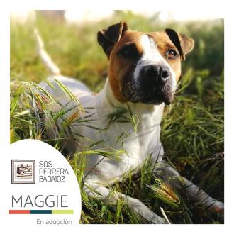 SOS Perros Badajoz: un cambio que revela mucho sobre el …