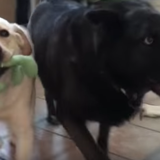 Tu perro, ¿también tiene mejores amigos perrunos? Reencuentros caninos extra …