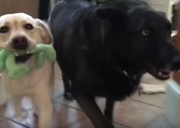Tu perro, ¿también tiene mejores amigos perrunos? Reencuentros caninos extra felices