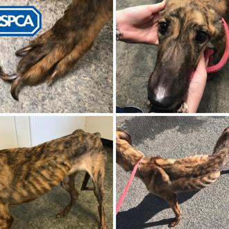La RSPCA alerta de una crisis de maltrato animal en …