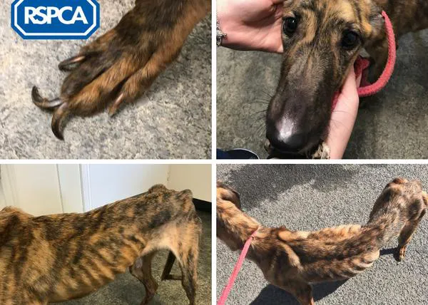 La RSPCA alerta de una crisis de maltrato animal en el Reino Unido, el verano es el peor momento del año