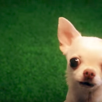 ¿Cómo reaccionan los cachorros ante el 