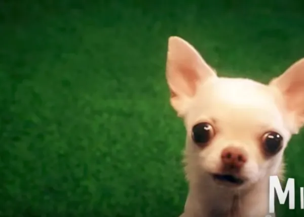 ¿Cómo reaccionan los cachorros ante el 