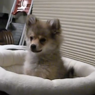 Los perros también utilizan internet para aprender: a aullar, a …