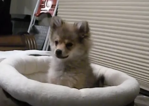 Los perros también utilizan internet para aprender: a aullar, a charlar por Skype...