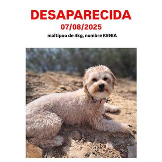 La Guardia Civil rescata a una pequeña perra perdida que …