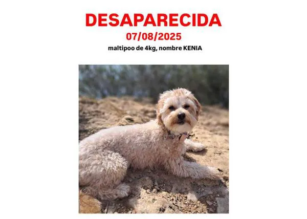 La Guardia Civil rescata a una pequeña perra perdida que que se escondía en las vías del tren tras ser atropellada