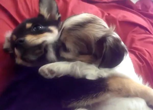 Bálsamo perruno contra (casi) todo: 5 vídeos de cachorritos
