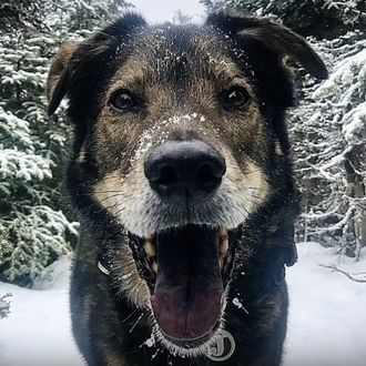 Las felicidades contagiosas de un hombre y su perro, su …