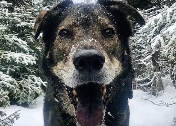 Las felicidades contagiosas de un hombre y su perro, su compañero de vida desde hace doce años, disfrutando de la naturaleza