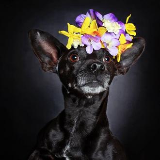 Del fotomatón a las flores: fotos con imaginación y arte …