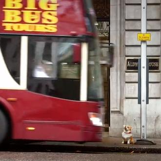 Londres y los canes: el mejor vídeo promocional para humanos …
