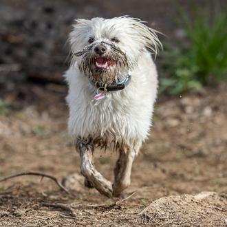(Algunas) Felicidades perrunas de 2022, porque los perros han vuelto …