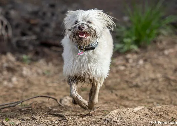 (Algunas) Felicidades perrunas de 2022, porque los perros han vuelto a alegrarnos el año